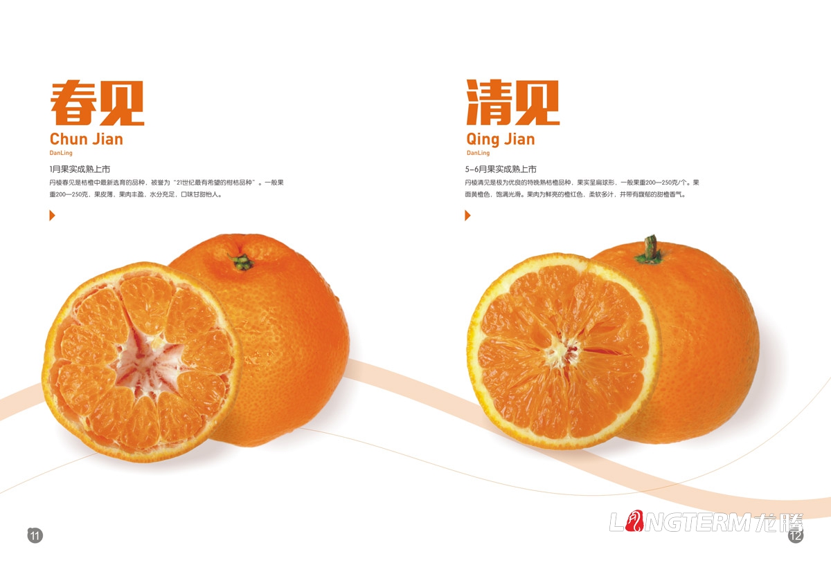 丹棱桔橙招商手冊設計|水果桔橙不知火春見清見愛媛38號春香桔柚產品項目招商畫冊設計