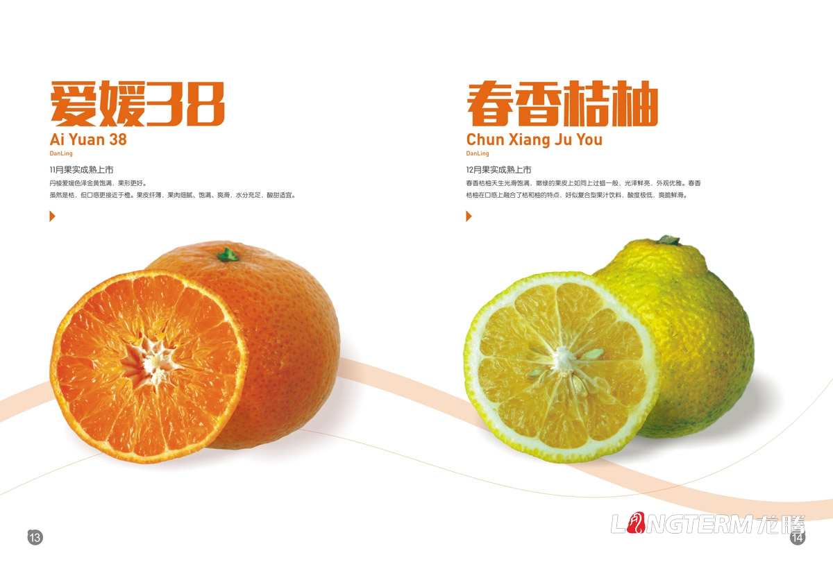 丹棱桔橙招商手冊設計|水果桔橙不知火春見清見愛媛38號春香桔柚產品項目招商畫冊設計