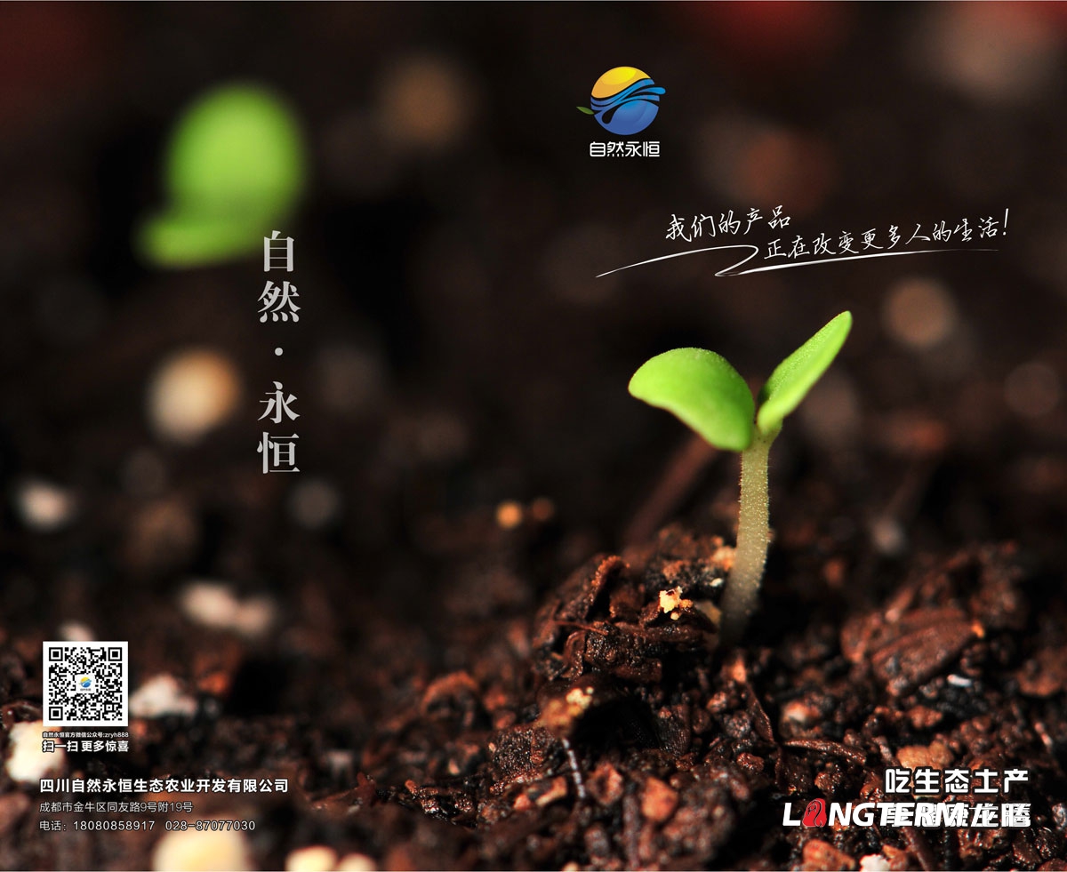 自然永恒土雞蛋宣傳設計|四川自然永恒生態農業開發有限公司宣傳物料設計|海報折頁廣告宣傳單設計