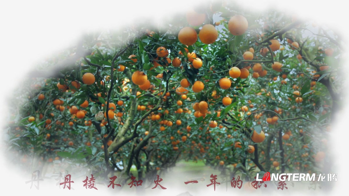丹棱縣不知火品牌營銷策劃公司|眉山市水果桔橙種植基地丑柑愛媛春見清見耙耙柑大雅柑品牌推廣活動執行公司