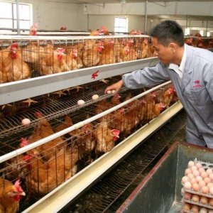 農產品策劃設計公司：農產品品牌策劃需要包裝設計
