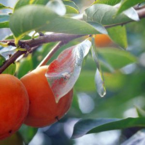 蔬菜種子企業擊敗拳頭品種的方法