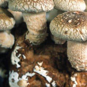 農業品牌設計公司：企業品牌形象設計的注意要點