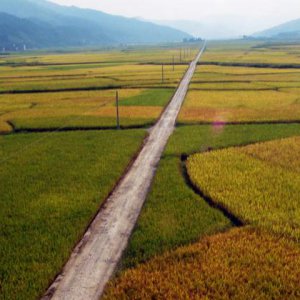 成都策劃公司談國產飲料走不出國門的原因