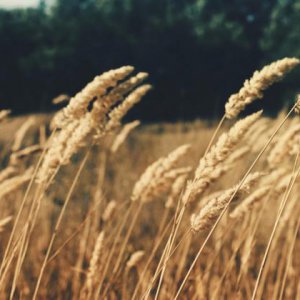 農業app推廣的幾個做法